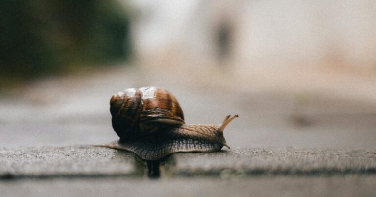 A snail crawls slowly on a damp, urban pavement with a blurred background.