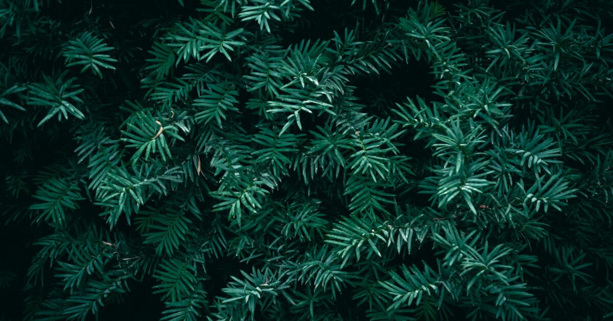 Close-up of moody yew leaves with dark, textured green hues, embodying nature's somber elegance.