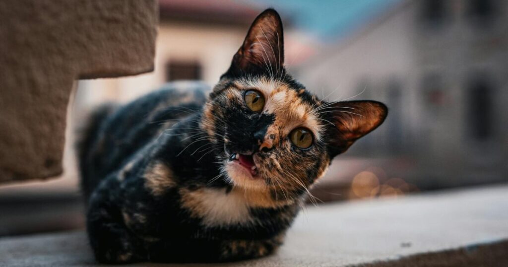Portrait of a curious calico cat outdoors on a ledge in Thailand, capturing its playful expression.