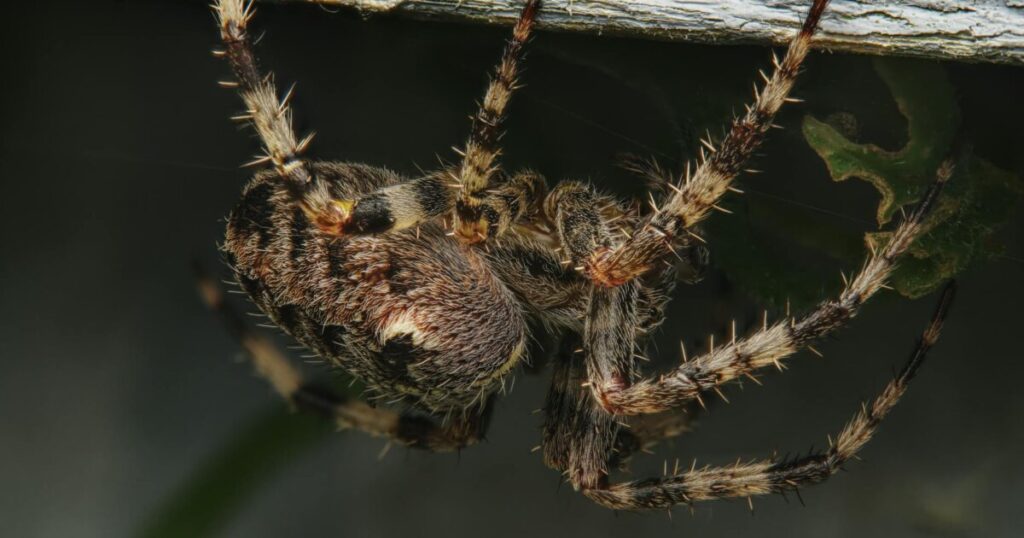 Detailed macro photo of a cross orbweaver spider showcasing texture and features.