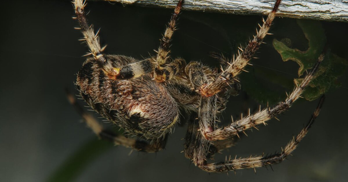 Detailed macro photo of a cross orbweaver spider showcasing texture and features.