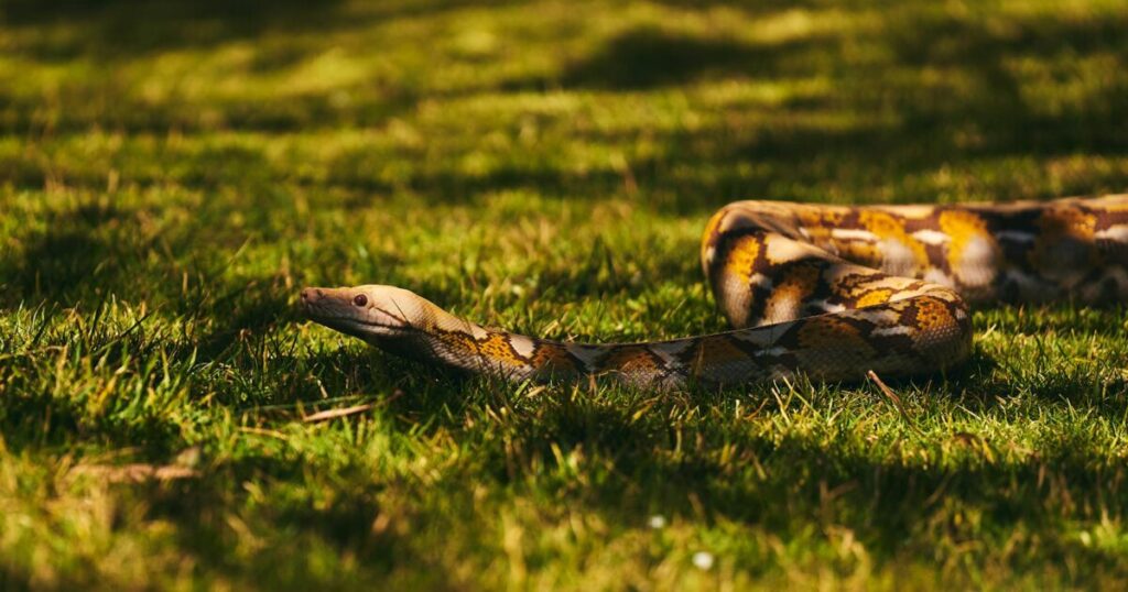 A Burmese python slithers through grass on a sunny day, showcasing its beautiful patterned scales.